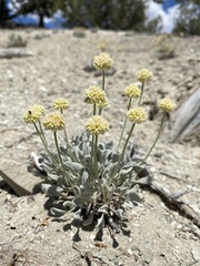 Eriogonum anemophilum