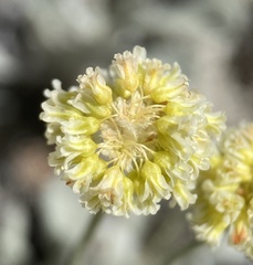 Eriogonum anemophilum