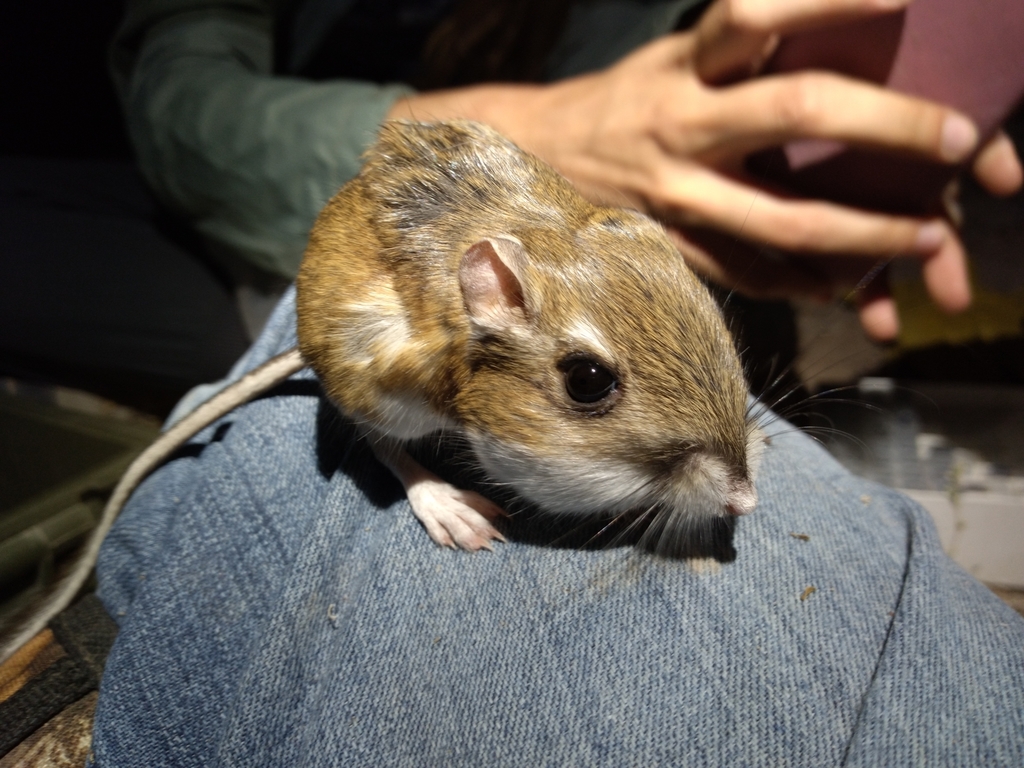 Merriam's Kangaroo Rat from Animas, NM 88020, USA on June 22, 2021 at ...