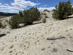 Eriogonum anemophilum