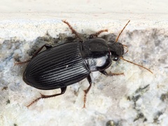 Harpalus tenebrosus