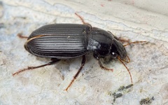 Harpalus tenebrosus