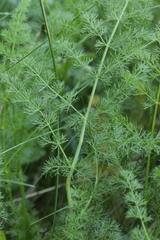 Meum athamanticum