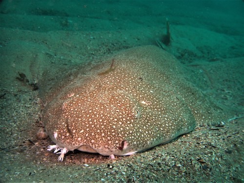 Australian angelshark (Squatina australis) — Squatinidae — 3