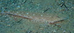 Platycephalus grandispinis