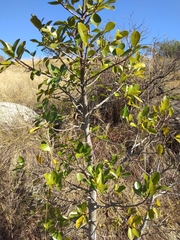Ficus natalensis