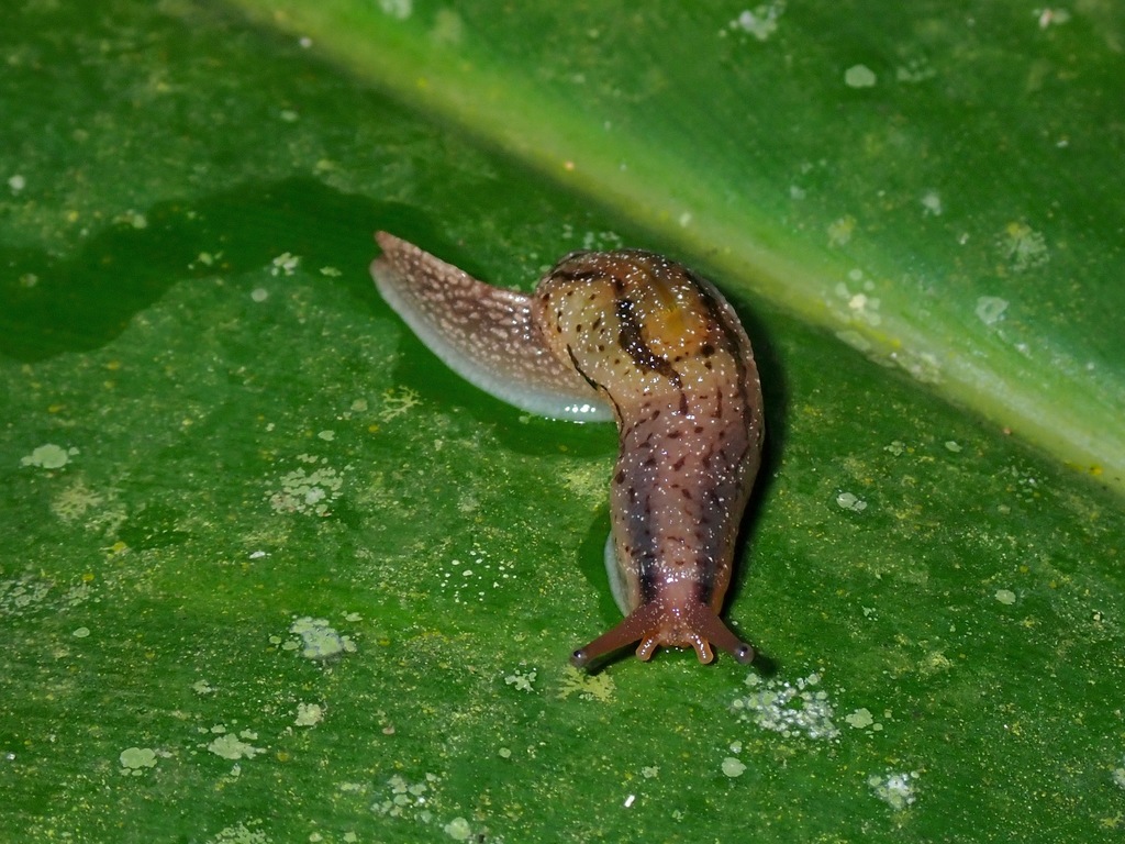 Microparmarion malayanus