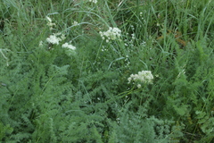 Meum athamanticum