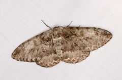 Amraica recursaria