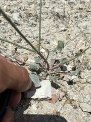 Eriogonum watsonii