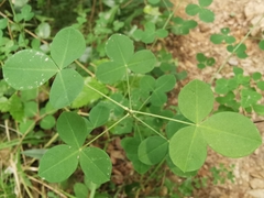 Cytisophyllum sessilifolium