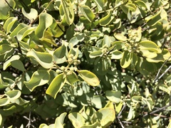Santalum ellipticum