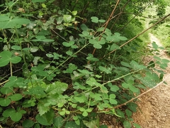 Cytisophyllum sessilifolium