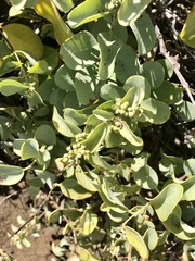Santalum ellipticum