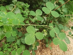 Cytisophyllum sessilifolium