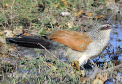 Centropus superciliosus