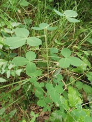 Cytisophyllum sessilifolium