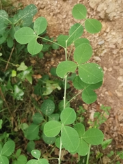 Cytisophyllum sessilifolium