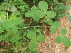 Cytisophyllum sessilifolium