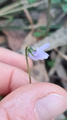 Viola silicestris