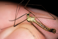 Nephrotoma dorsalis