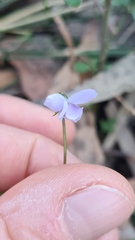 Viola silicestris
