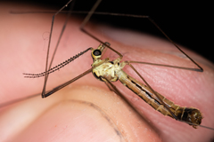 Nephrotoma dorsalis