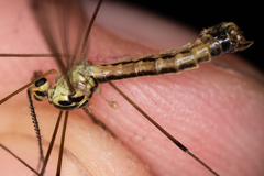 Nephrotoma dorsalis