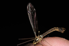 Nephrotoma dorsalis