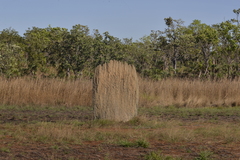 Amitermes meridionalis