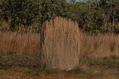 Amitermes meridionalis