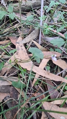 Viola silicestris