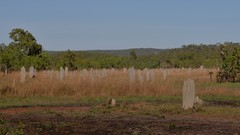 Amitermes meridionalis