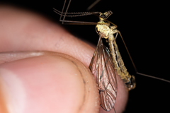 Nephrotoma dorsalis