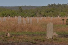 Amitermes meridionalis