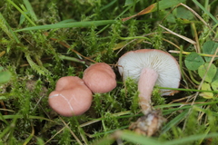 Calocybe carnea