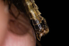 Nephrotoma dorsalis