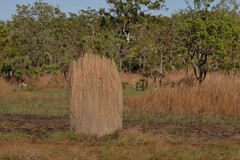 Amitermes meridionalis