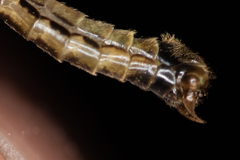 Nephrotoma dorsalis