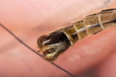 Nephrotoma dorsalis
