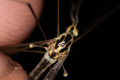 Nephrotoma dorsalis