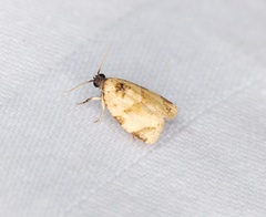 Neocalyptis liratana