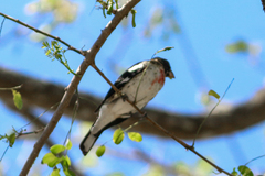 Pheucticus ludovicianus