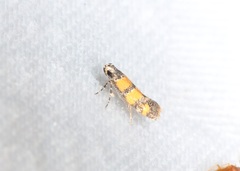 Promalactis lobatifera