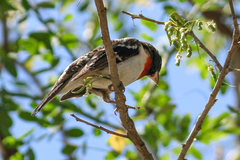 Pheucticus ludovicianus