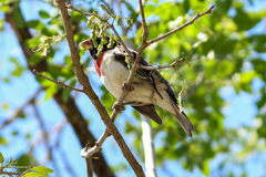 Pheucticus ludovicianus