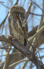 Glaucidium perlatum