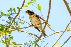 Pheucticus ludovicianus