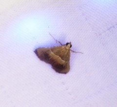 Endotricha repandalis