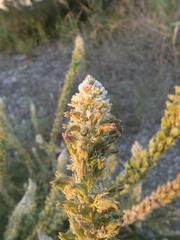 Reseda alba